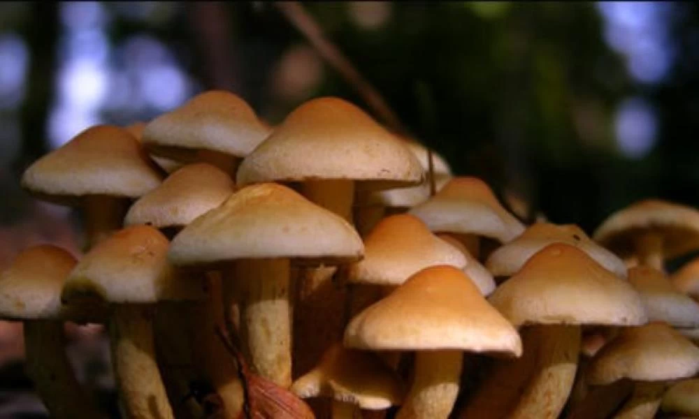 Πιάστηκαν με 40 κιλά ραδιενεργά μανιτάρια από το Τσερνόμπιλ